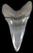 Glossy, Fossil Mako Shark Tooth - Georgia #39277-1